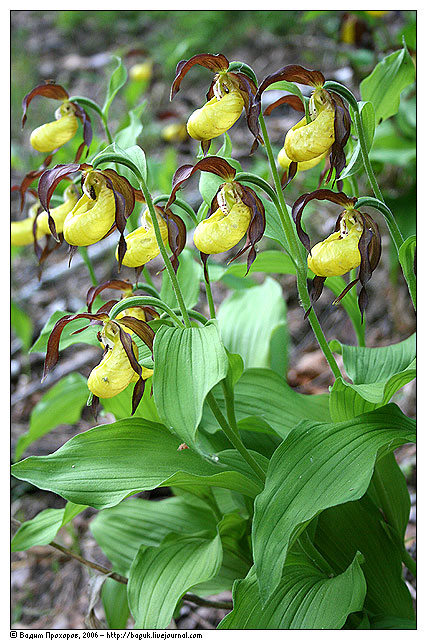 Image of Cypripedium calceolus specimen.