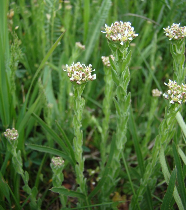 Image of Lepidium campestre specimen.