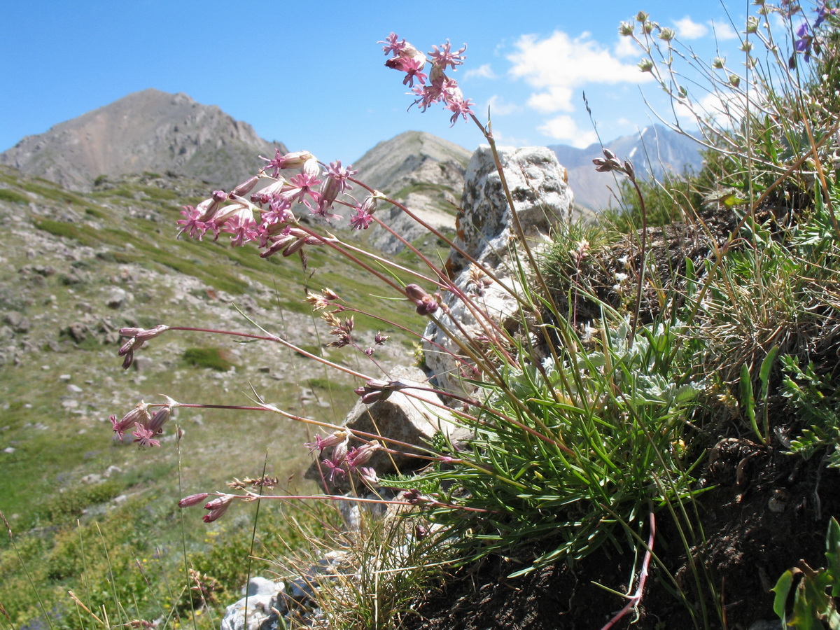 Image of Silene graminifolia specimen.