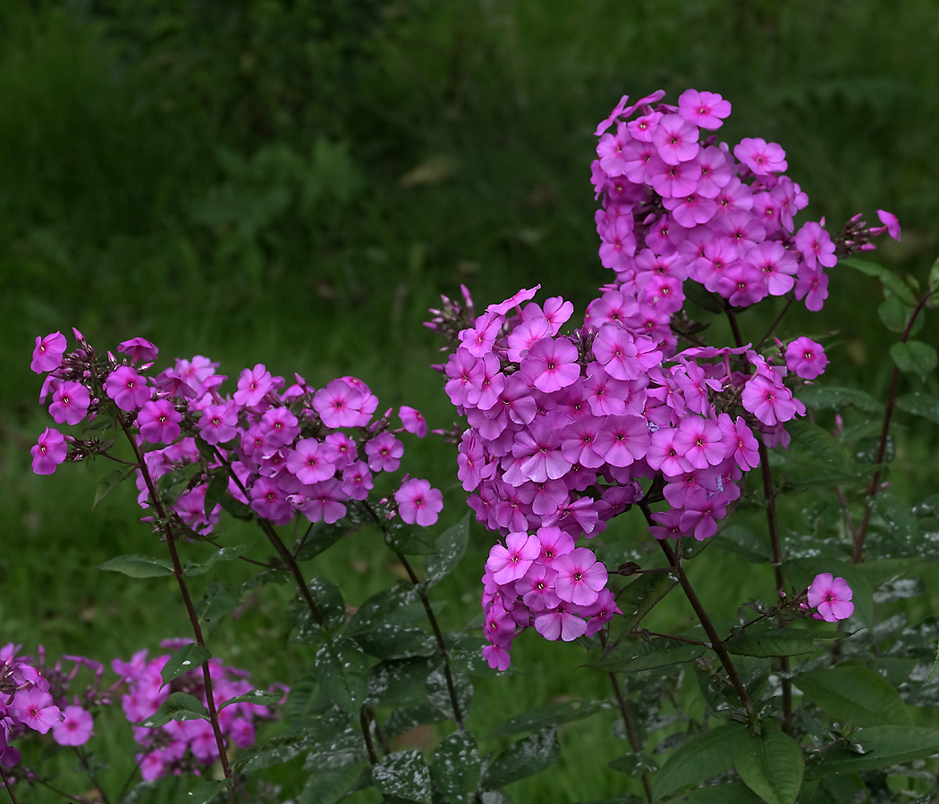 Image of Phlox paniculata specimen.