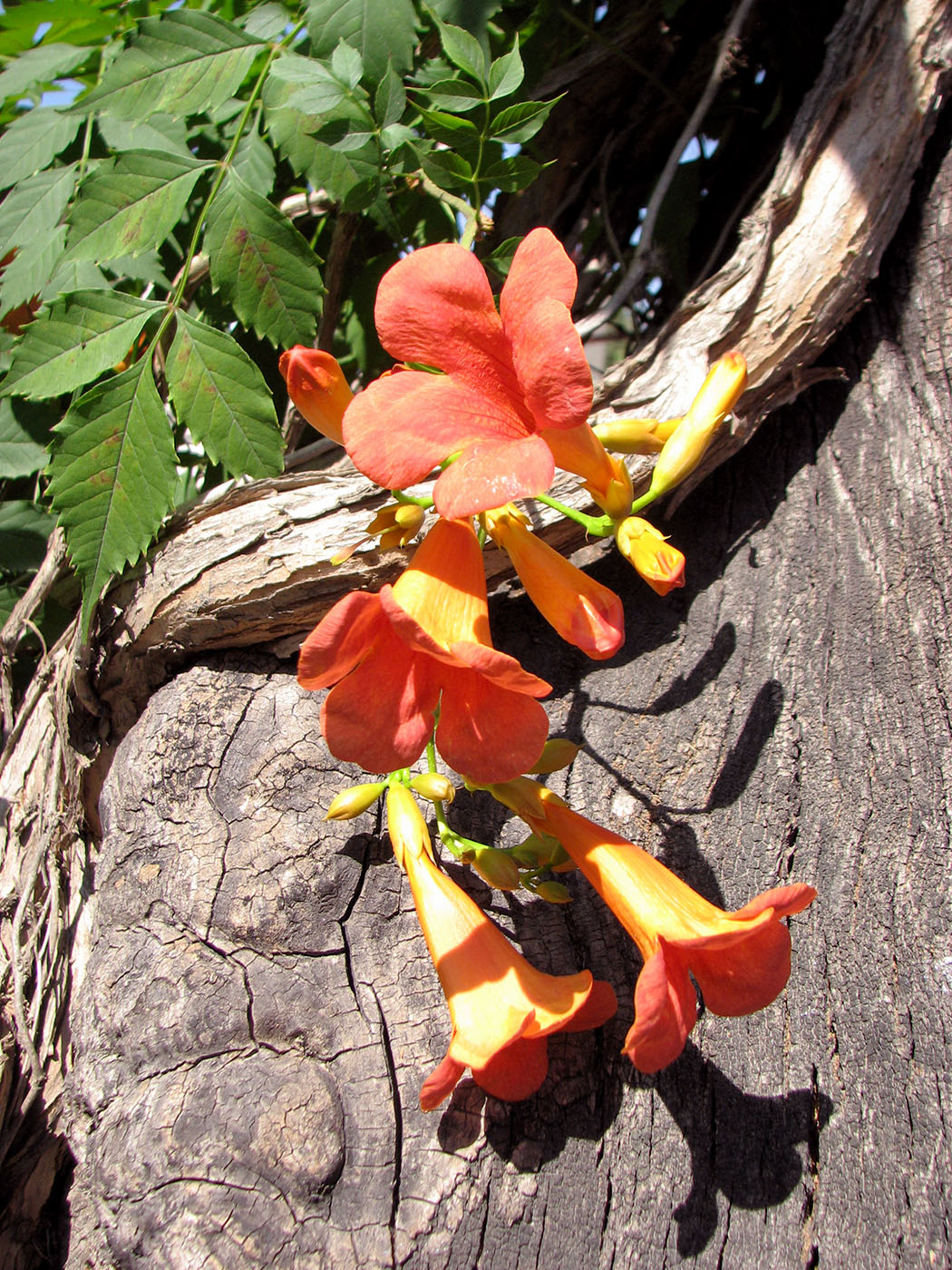 Image of Campsis radicans specimen.