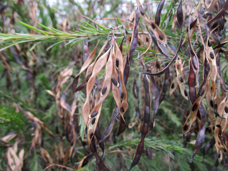 Image of Acacia gittinsii specimen.