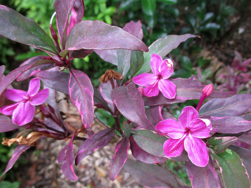 Image of Barleria obtusa specimen.