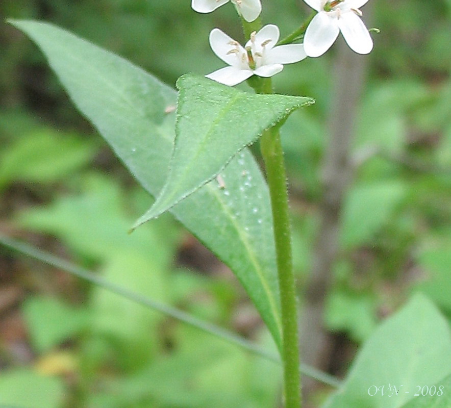 Изображение особи Lysimachia clethroides.