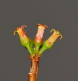 Commiphora habessinica. Верхушка побега с цветками. Израиль, впадина Мёртвого моря, киббуц Эйн-Геди. 24.04.2017.