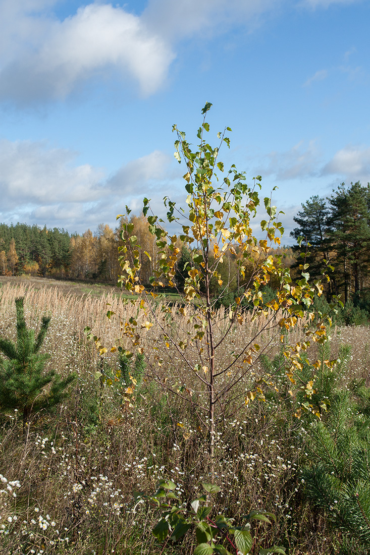 Image of Betula pendula specimen.