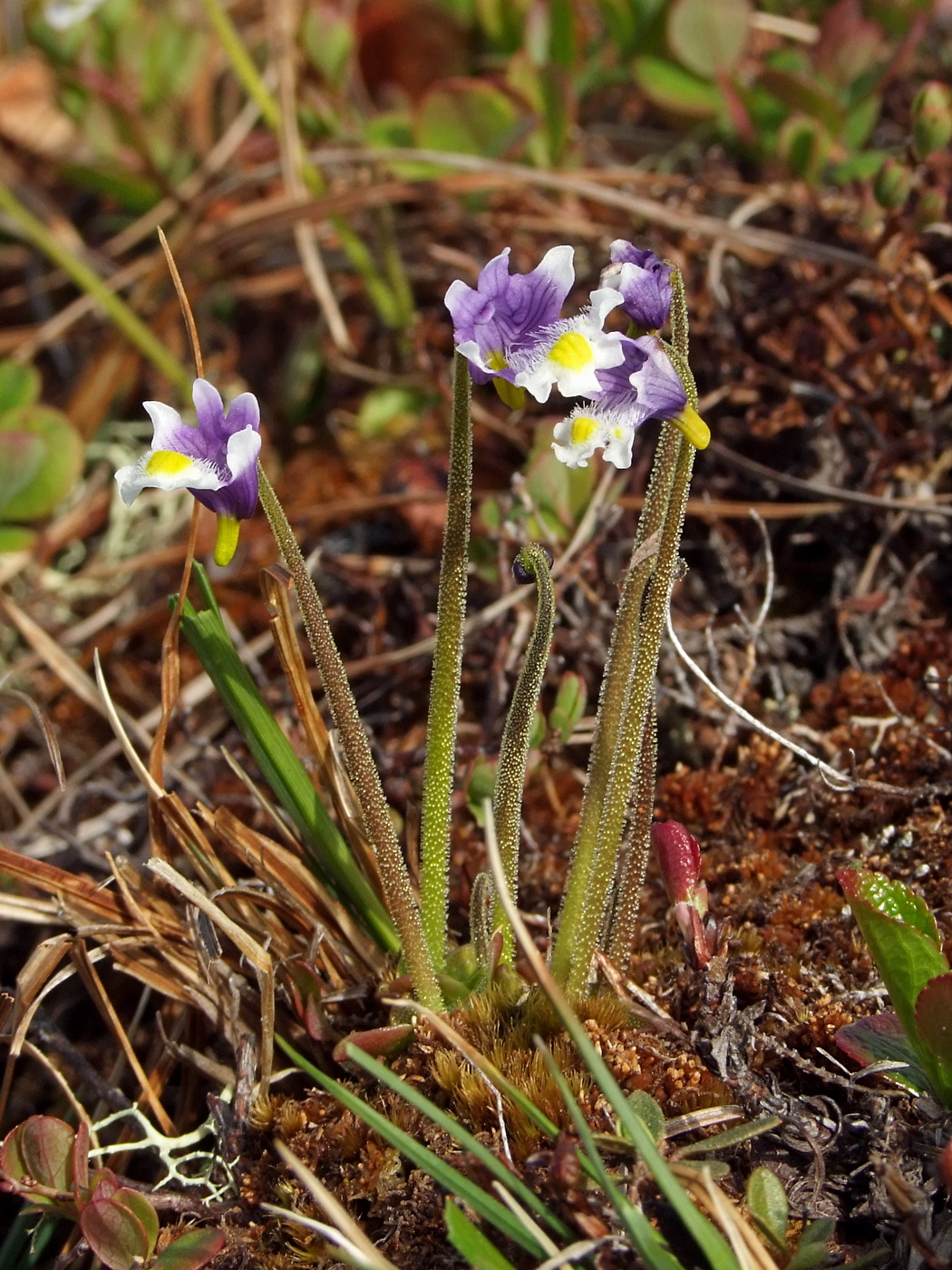 Image of Pinguicula spathulata specimen.