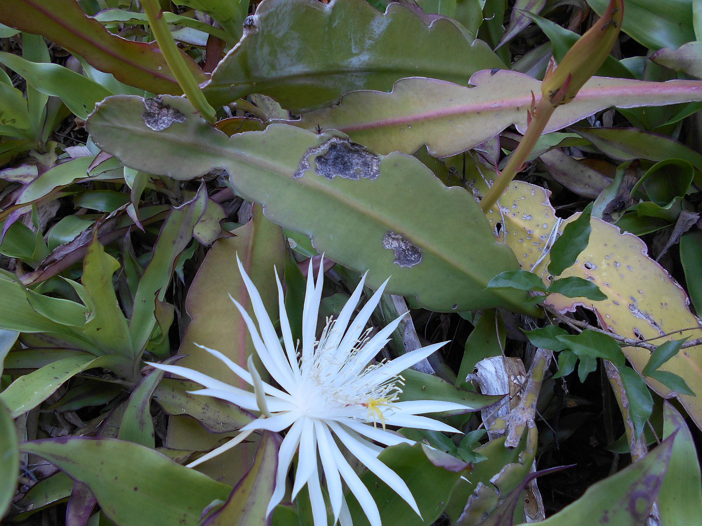 Изображение особи Epiphyllum hookeri.