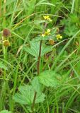 Geum macrophyllum