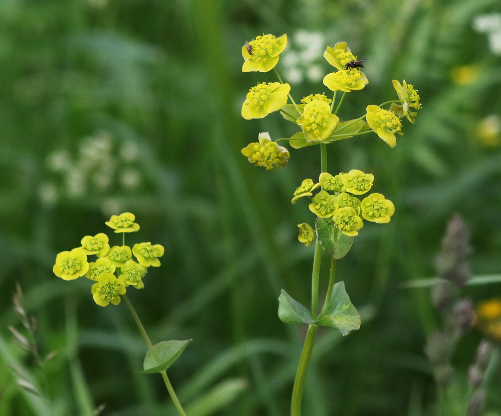 Image of Bupleurum longifolium ssp. aureum specimen.