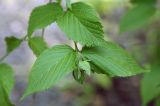 Rhodotypos scandens