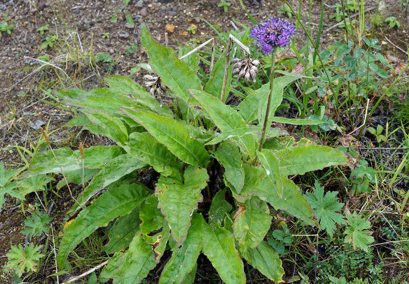 Image of Saussurea pseudotilesii specimen.