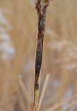 Phragmites australis