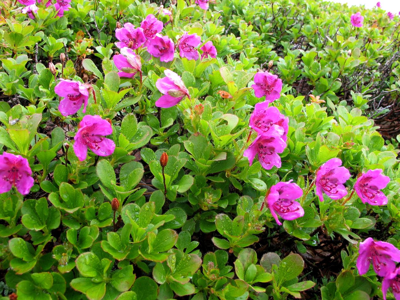 Изображение особи Rhododendron camtschaticum.