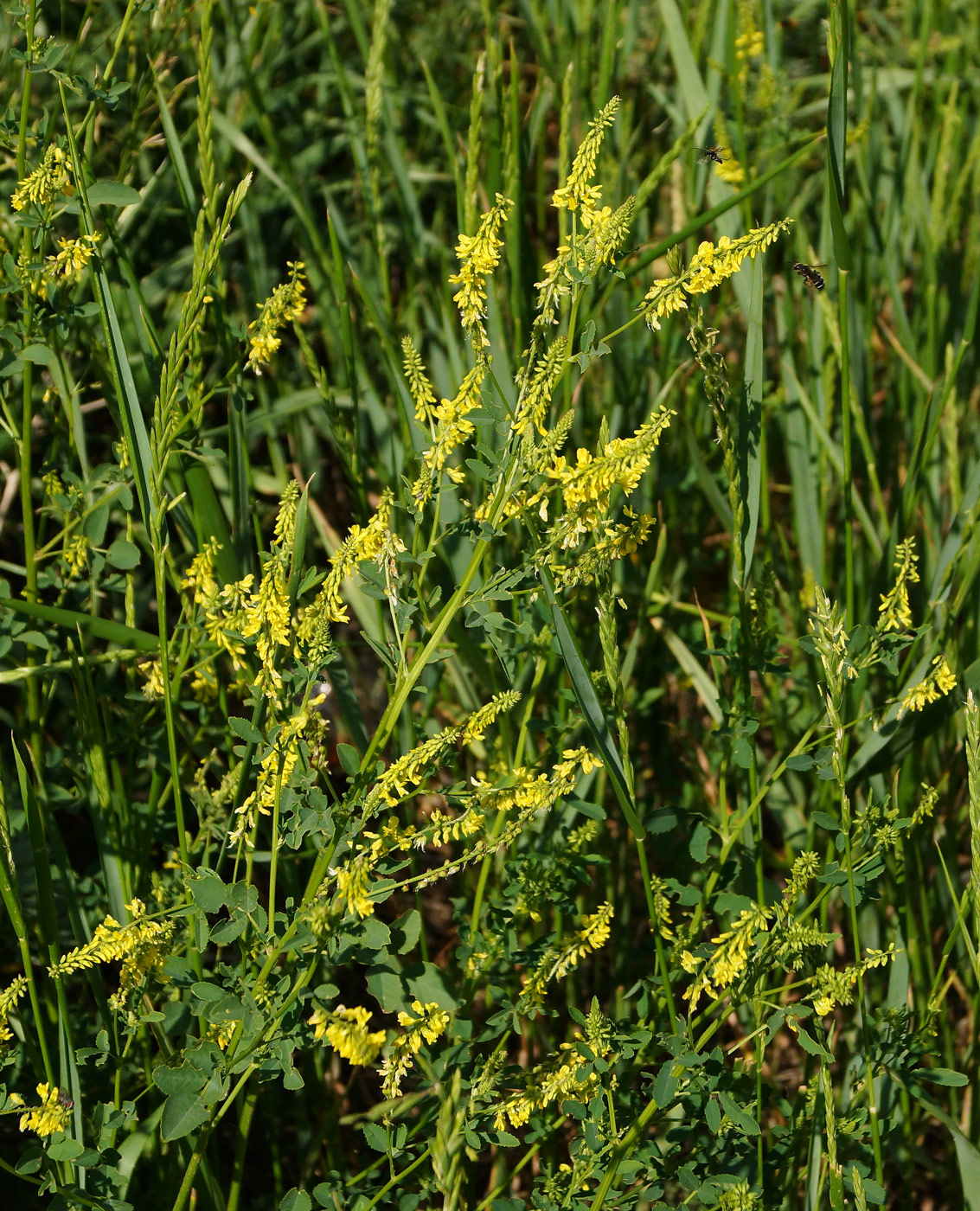 Image of Melilotus officinalis specimen.