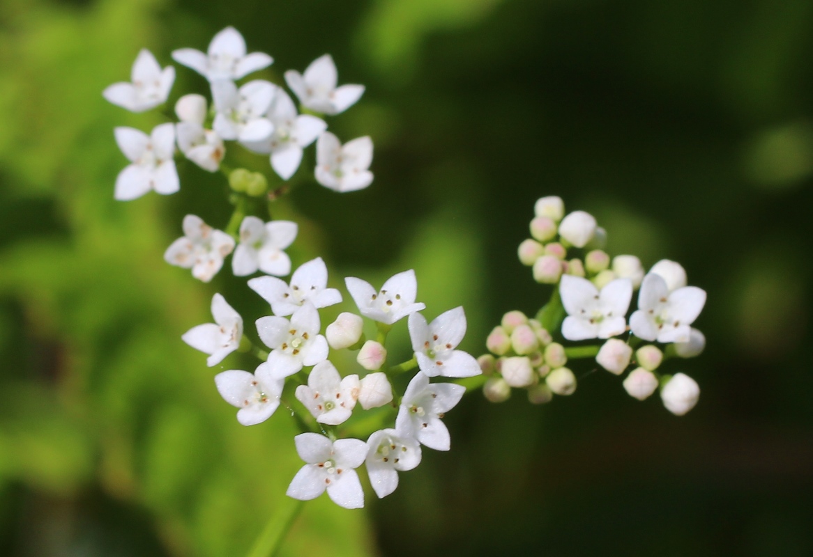 Image of Galium debile specimen.