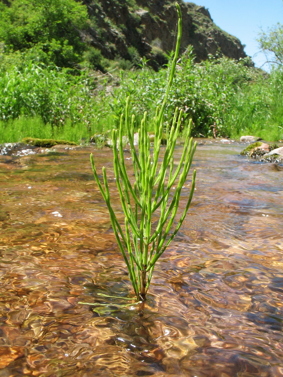 Изображение особи Equisetum arvense.