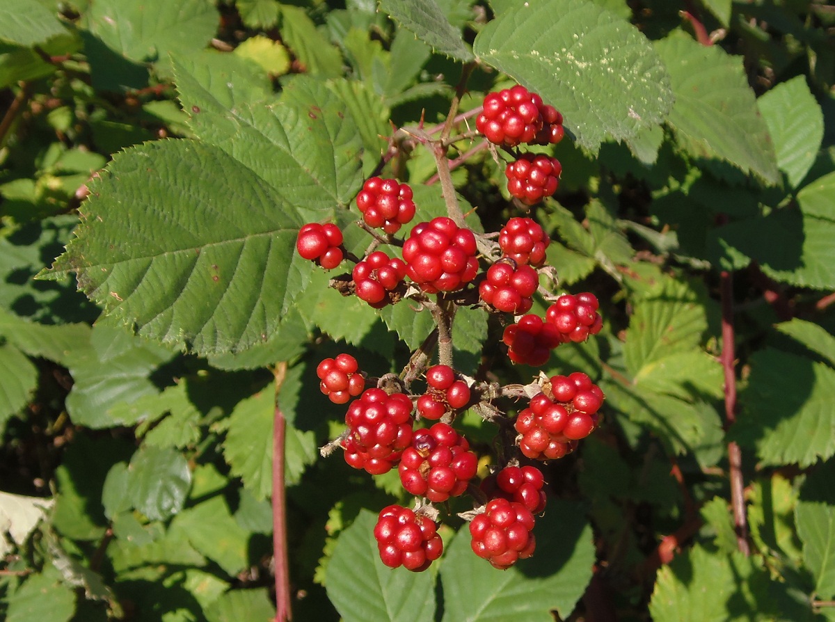 Image of genus Rubus specimen.