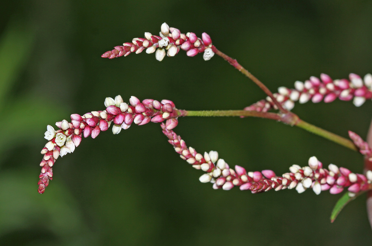 Изображение особи Persicaria extremiorientalis.