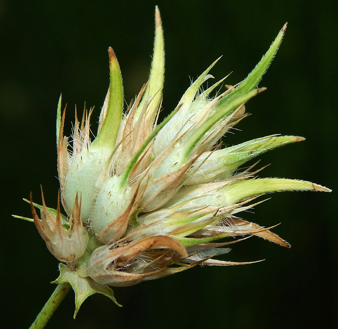 Image of Psoralea bituminosa specimen.