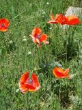 Papaver orientale