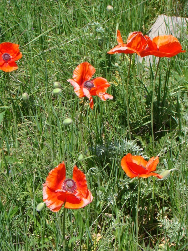 Изображение особи Papaver orientale.