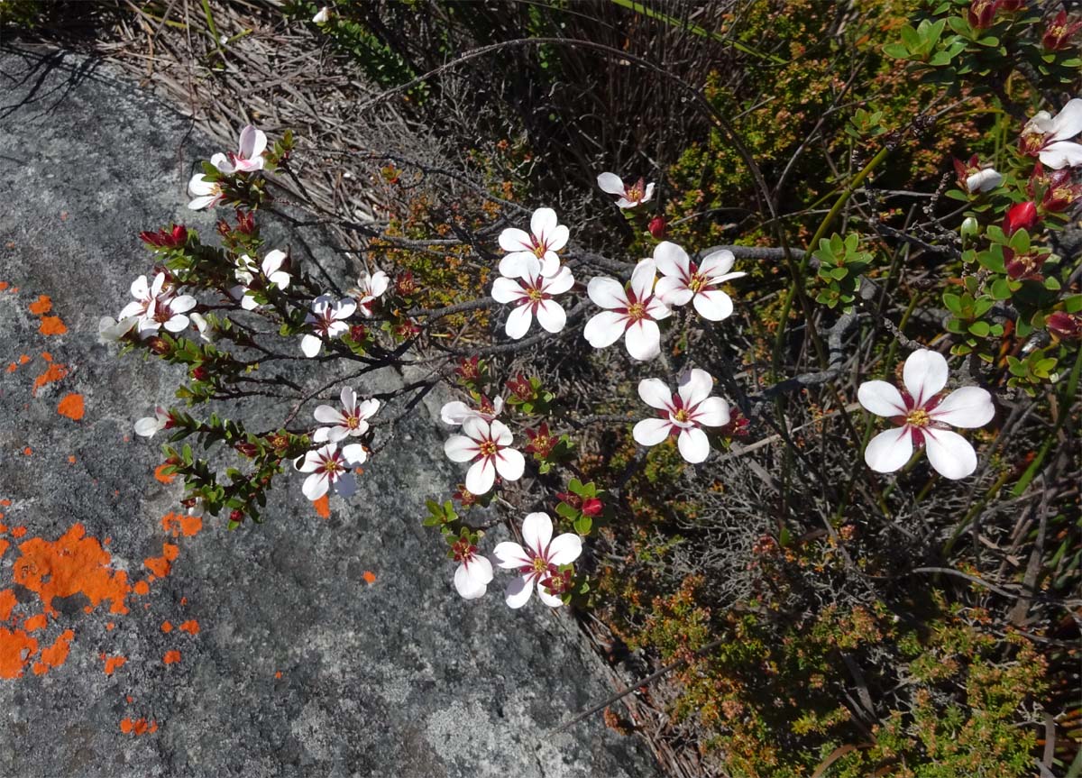 Изображение особи Adenandra villosa.