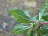 Parietaria elliptica