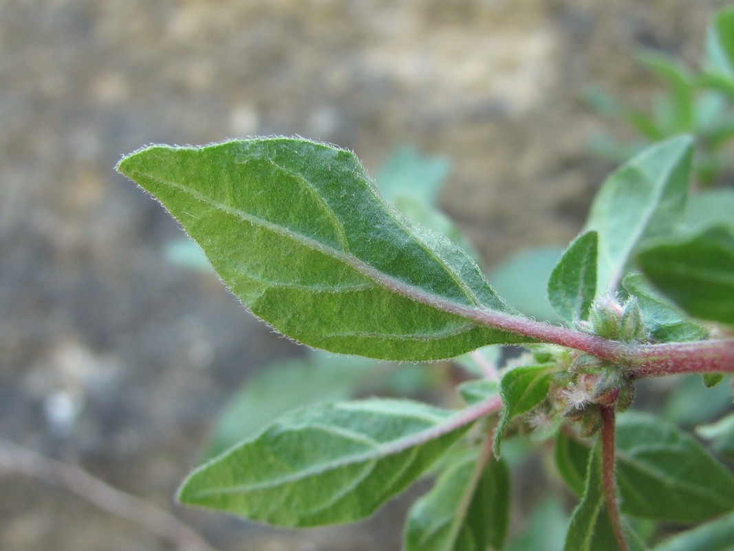 Изображение особи Parietaria elliptica.