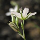 Minuartia aucta