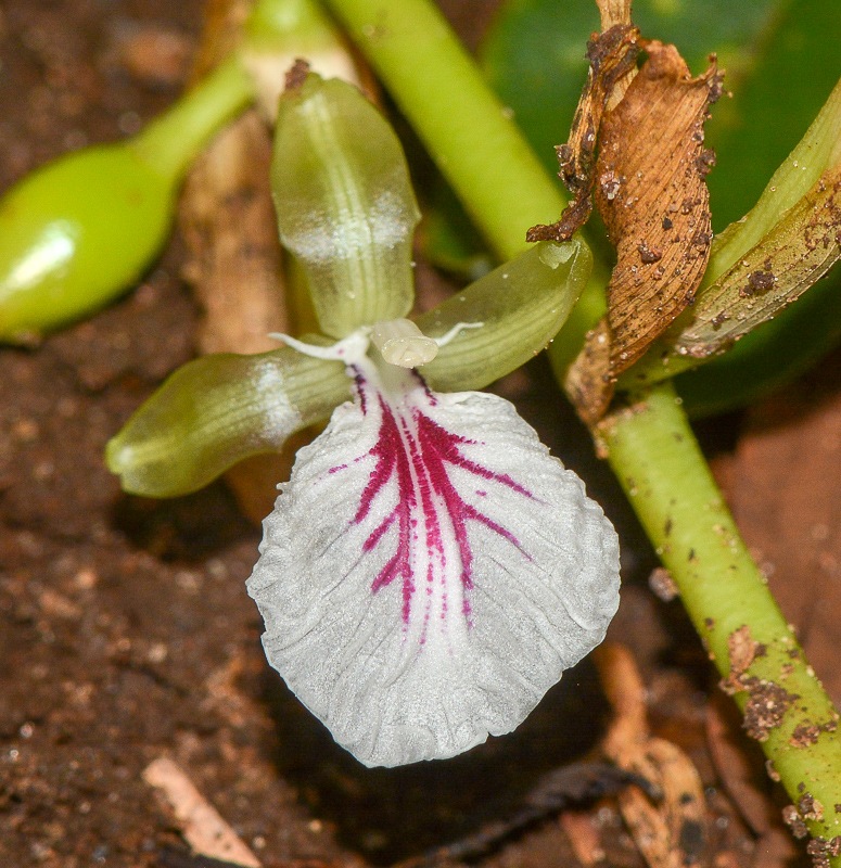 Изображение особи Elettaria cardamomum.