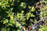 Crataegus microphylla. Верхушка ветки. Горный Крым, Никитская яйла, сосново-лиственный лес. 26.09.2018.