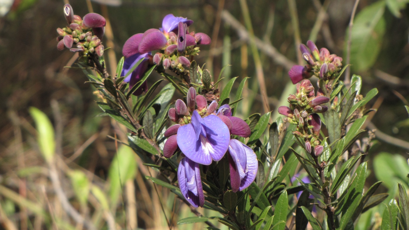 Изображение особи Periandra mediterranea.