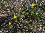 Ranunculus lasiocarpus