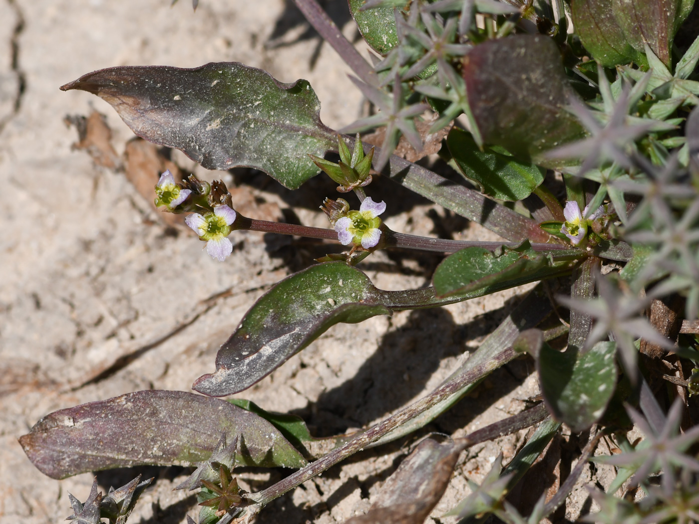 Image of Damasonium alisma specimen.