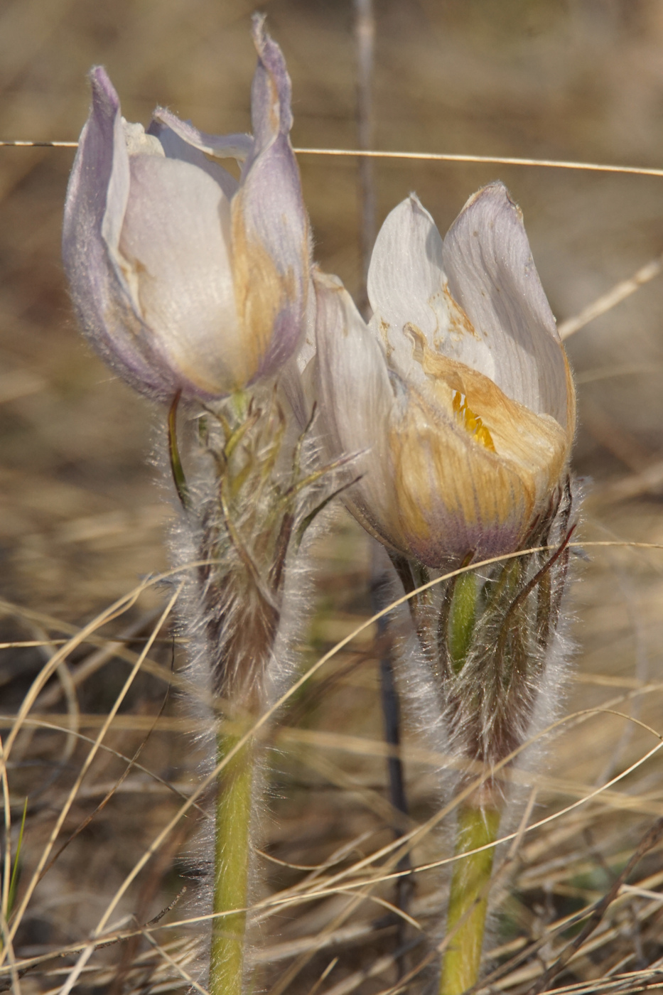 Image of Pulsatilla uralensis specimen.