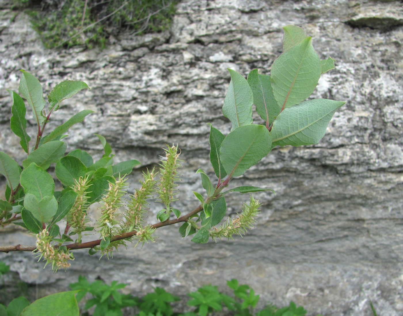 Image of Salix kuznetzowii specimen.