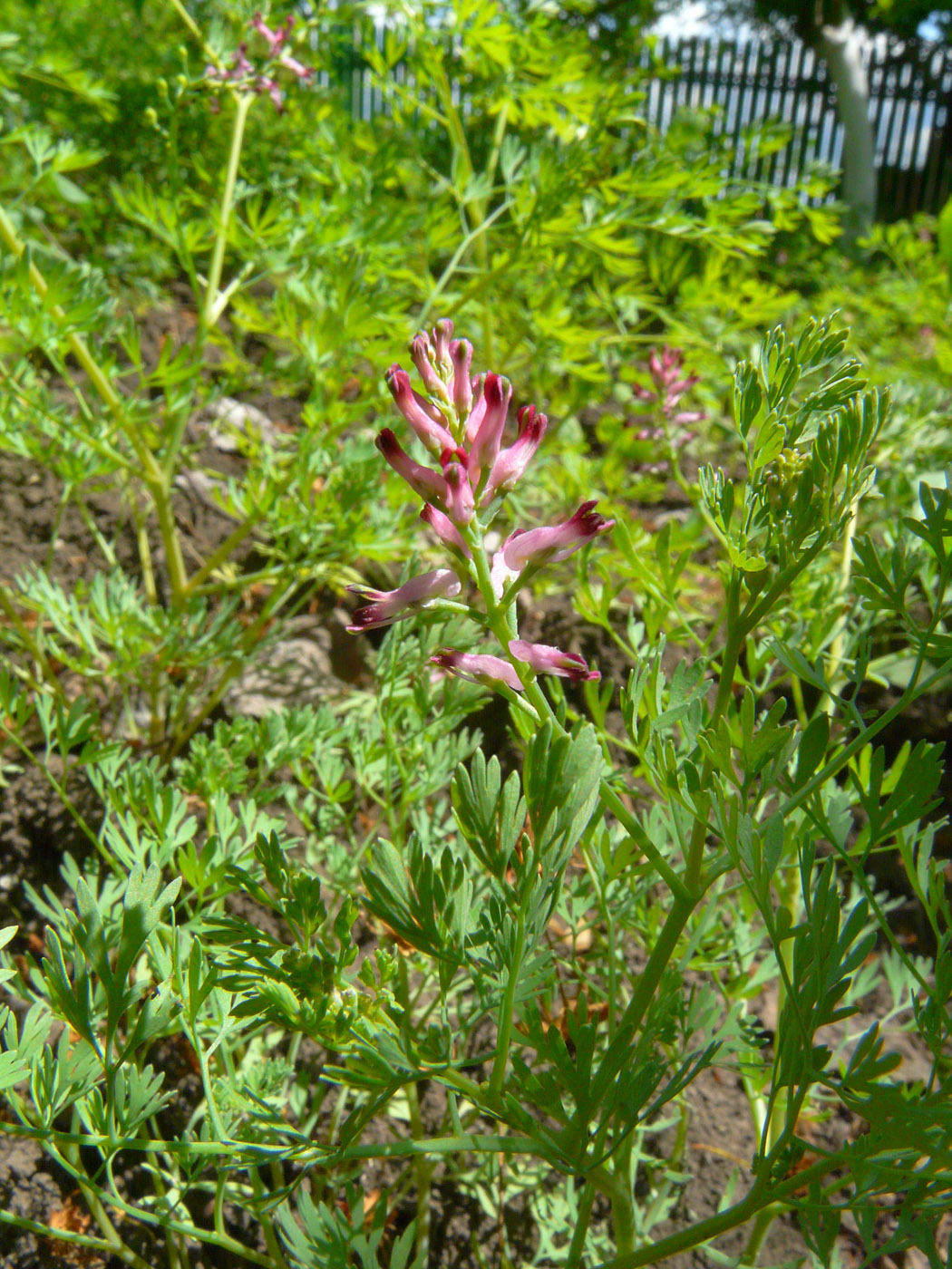 Image of genus Fumaria specimen.