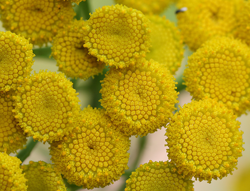 Image of Tanacetum vulgare specimen.