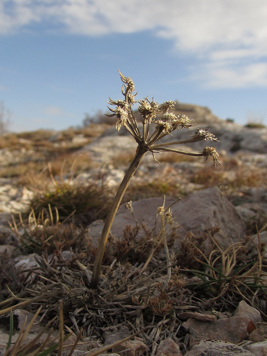 Image of Seseli lehmannii specimen.