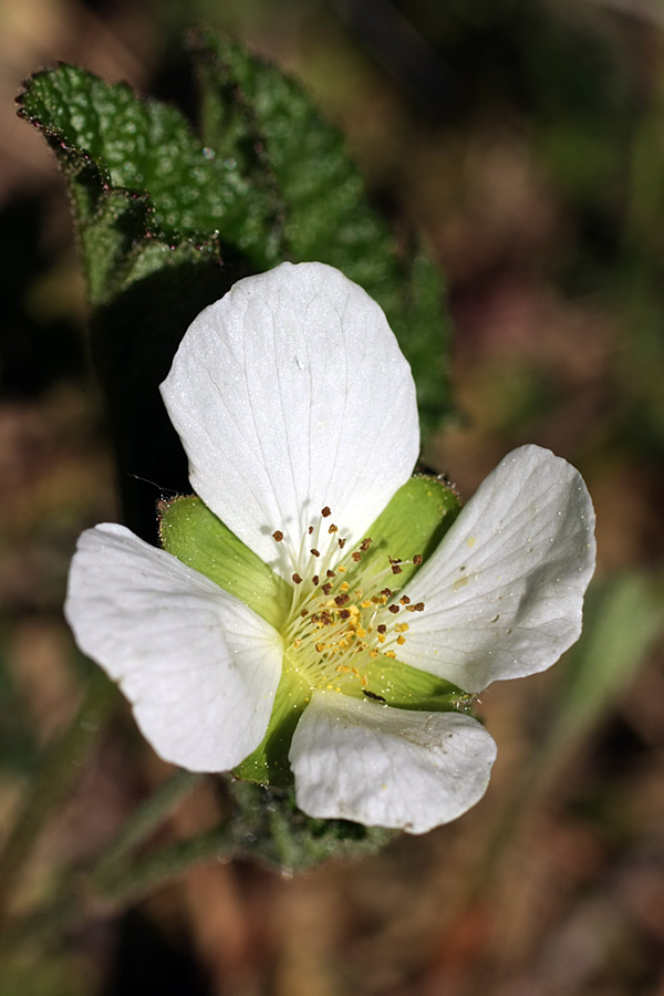 Изображение особи Rubus chamaemorus.