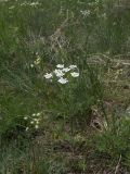 Chaerophyllum crinitum