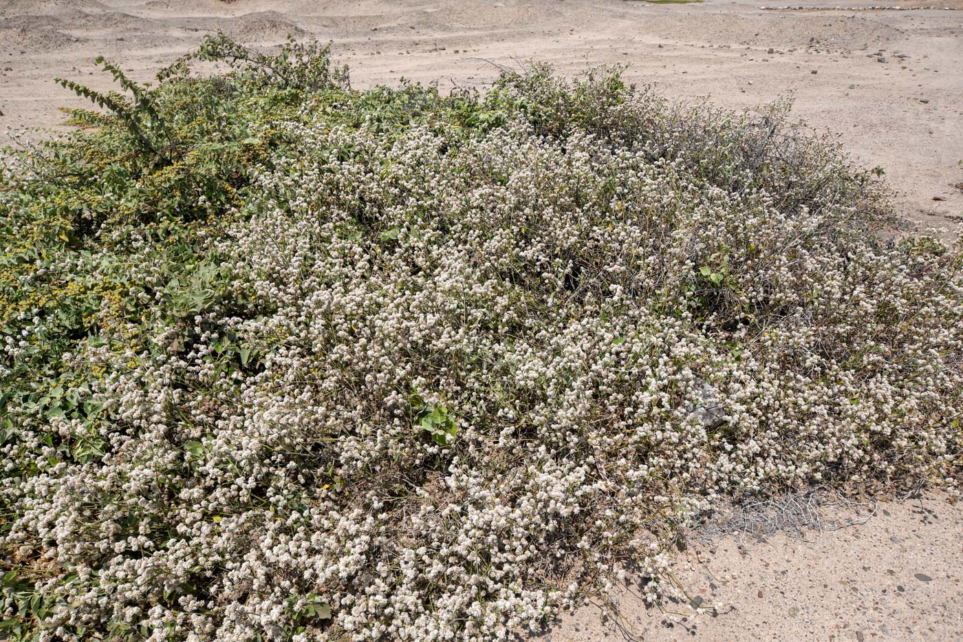 Image of Alternanthera halimifolia specimen.