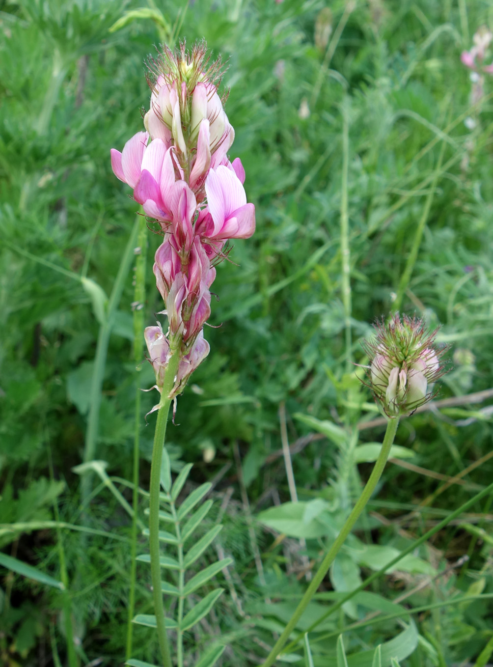 Изображение особи Hedysarum songoricum.