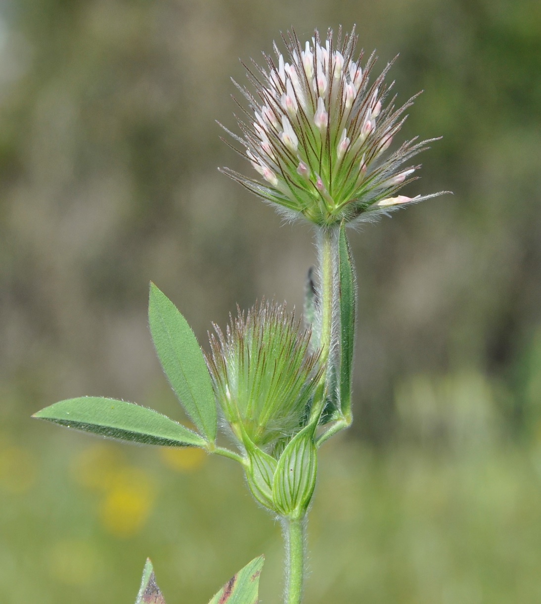 Изображение особи род Trifolium.