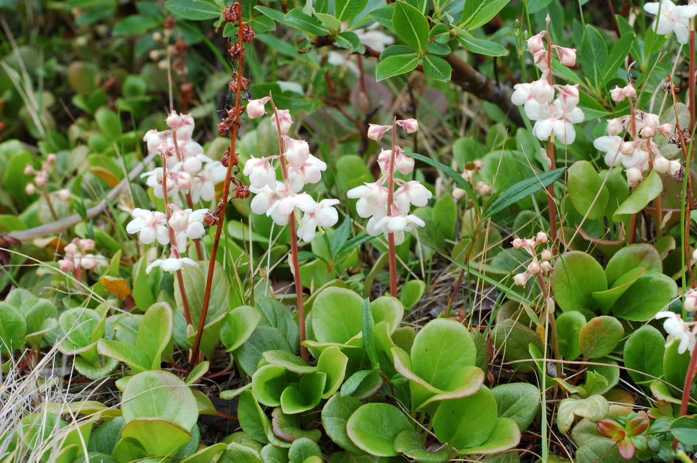 Изображение особи Pyrola grandiflora.