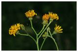 Crepis paludosa