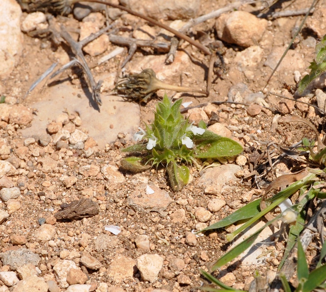 Изображение особи Sideritis romana ssp. curvidens.