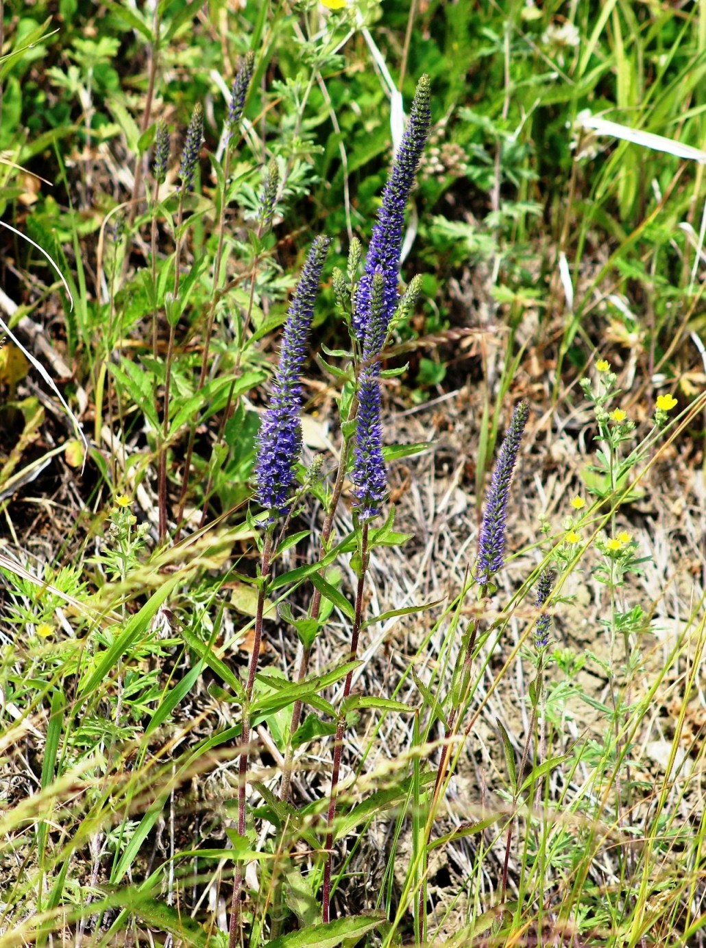 Изображение особи Veronica spicata.