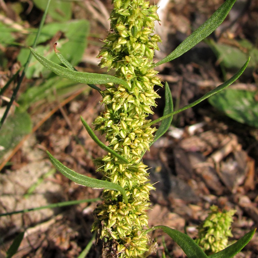 Image of Rumex maritimus specimen.